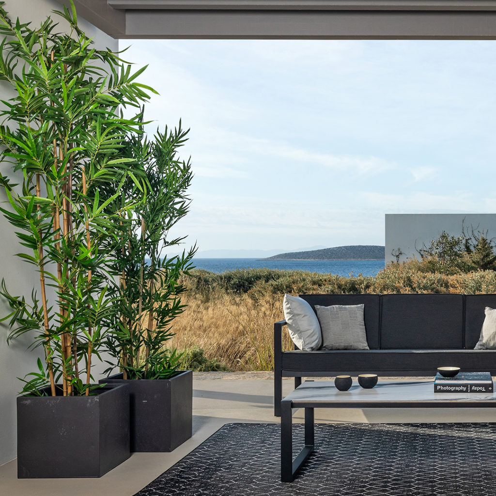 lanzarote-flower-ppt-flores-panama-plantas-exterior-terrazas-balcon